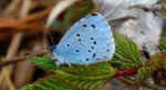 Modraszek wieszczek (Celastrina argiolus)