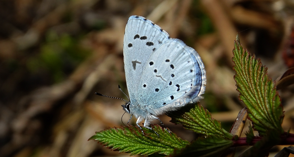 Modraszek wieszczek (Celastrina argiolus)