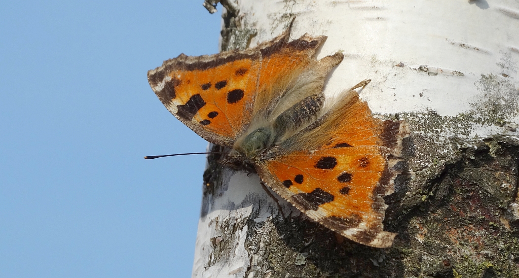 Rusałka drzewoszek (Nymphalis xanthomelas)