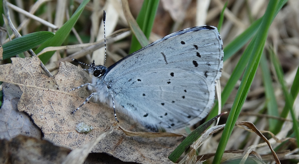 Modraszek wieszczek (Celastrina argiolus)