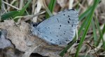Modraszek wieszczek (Celastrina argiolus)