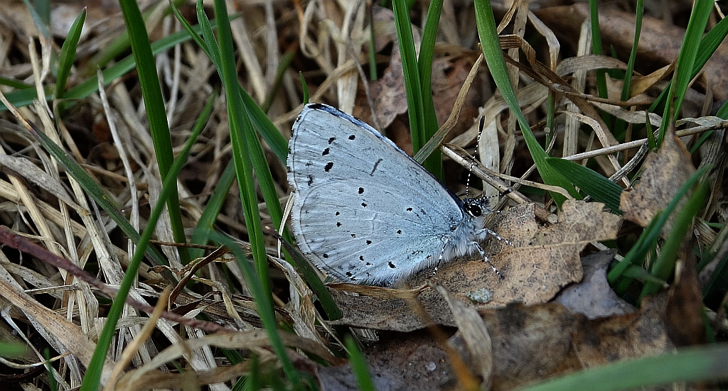 Modraszek wieszczek (Celastrina argiolus)