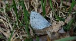 Modraszek wieszczek (Celastrina argiolus)