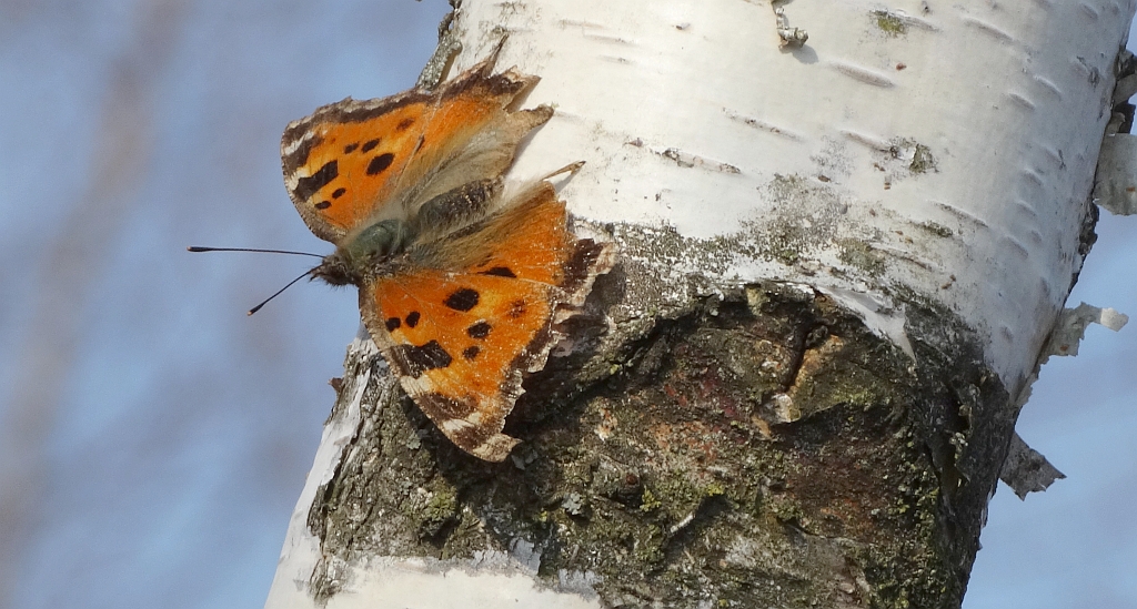 Rusałka drzewoszek (Nymphalis xanthomelas)