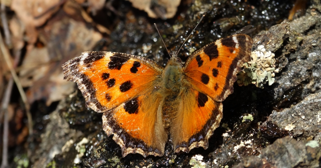 Rusałka drzewoszek (Nymphalis xanthomelas)