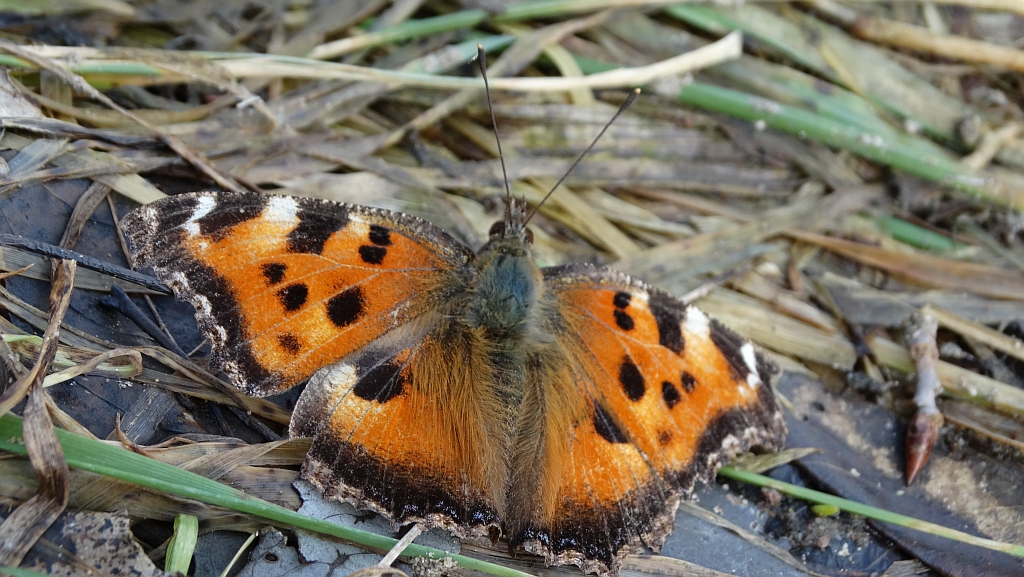 Rusałka drzewoszek (Nymphalis xanthomelas)