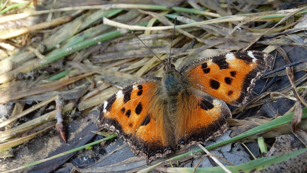 Rusałka drzewoszek (Nymphalis xanthomelas)