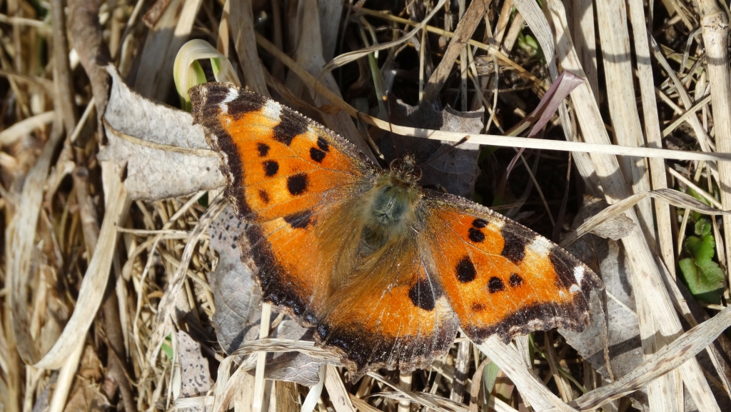 Rusałka drzewoszek (Nymphalis xanthomelas)