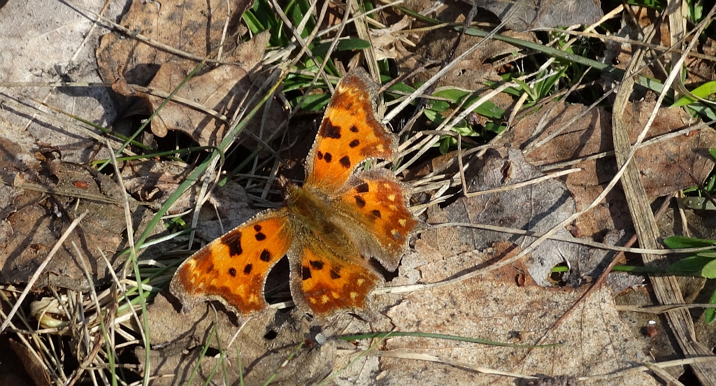 Rusałka ceik (Polygonia c-album L.)