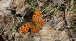 Rusałka ceik (Polygonia c-album L.)