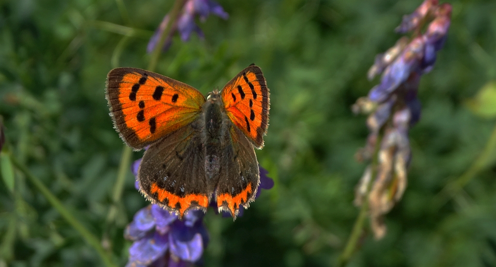 Czerwończyk żarek (Lycaena phlaeas syn. Lycaena phlaeoides)