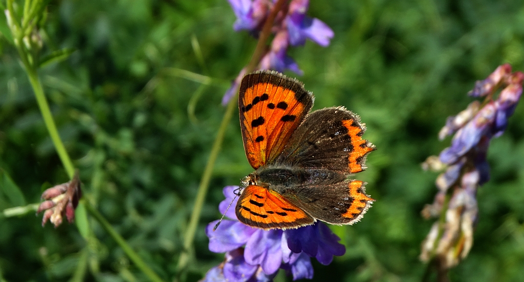 Czerwończyk żarek (Lycaena phlaeas syn. Lycaena phlaeoides)