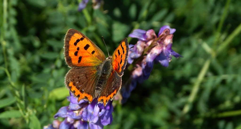 Czerwończyk żarek (Lycaena phlaeas syn. Lycaena phlaeoides)