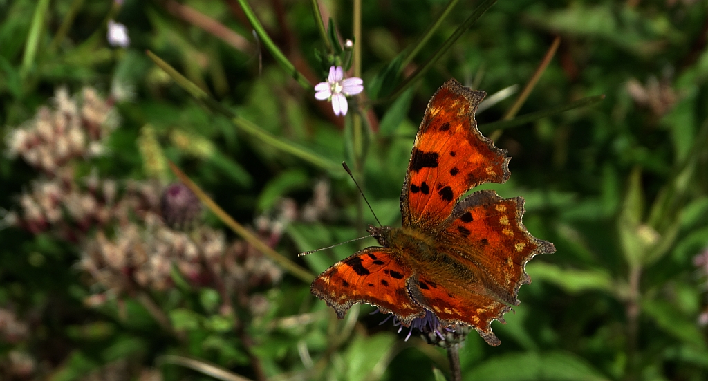Rusałka ceik (Polygonia c-album)