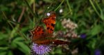Rusałka ceik (Polygonia c-album)