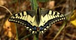 Paź królowej (Papilio machaon)