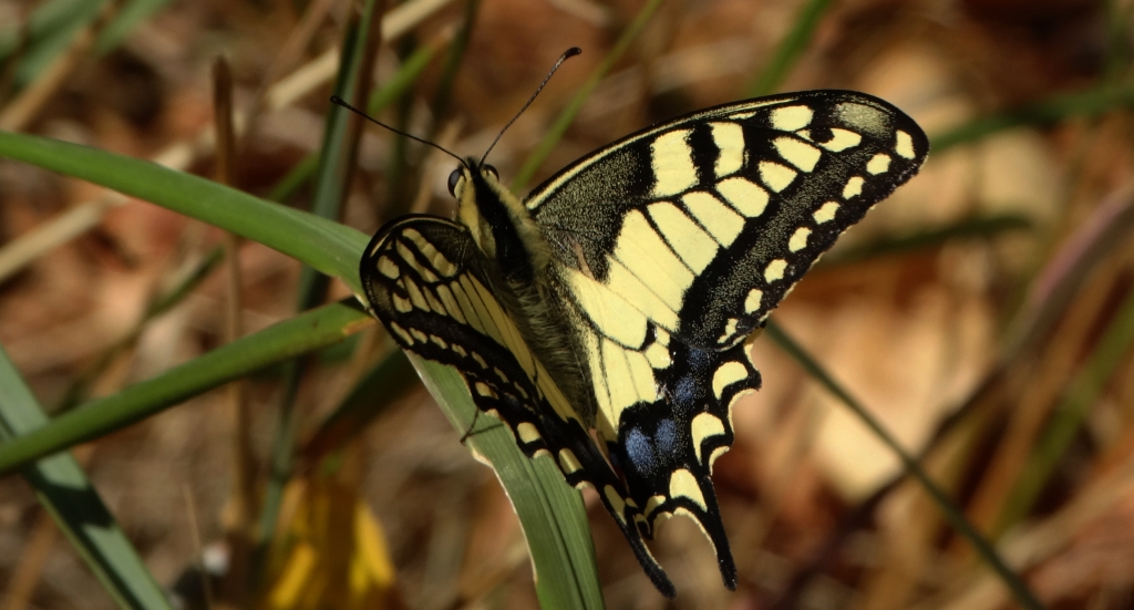 Paź królowej (Papilio machaon)