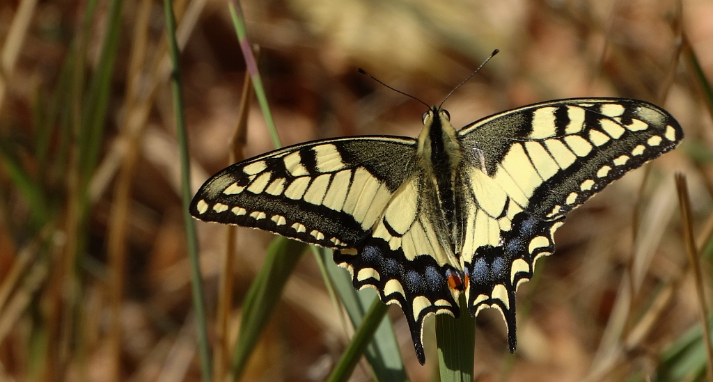 Paź królowej (Papilio machaon)