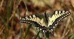 Paź królowej (Papilio machaon)