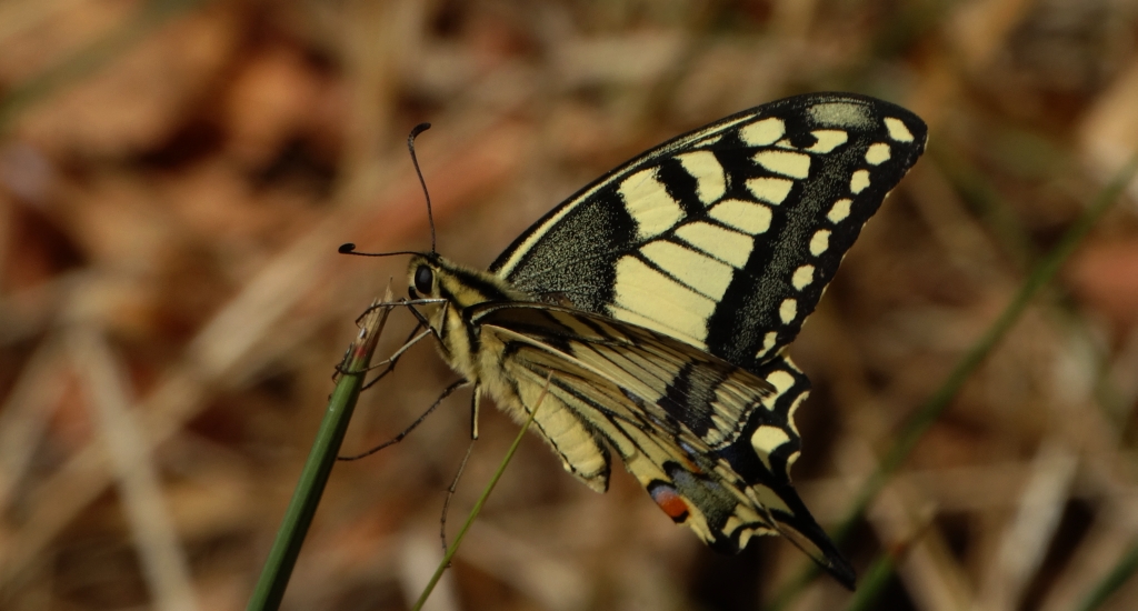 Paź królowej (Papilio machaon)
