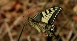 Paź królowej (Papilio machaon)