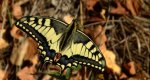 Paź królowej (Papilio machaon)