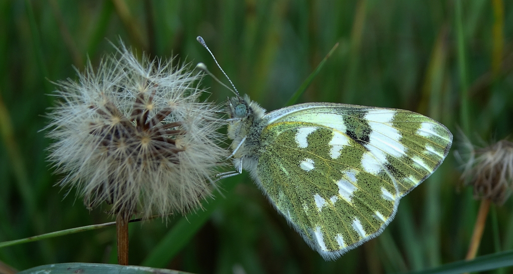 Bielinek rukiewnik (Pontia daplidice)
