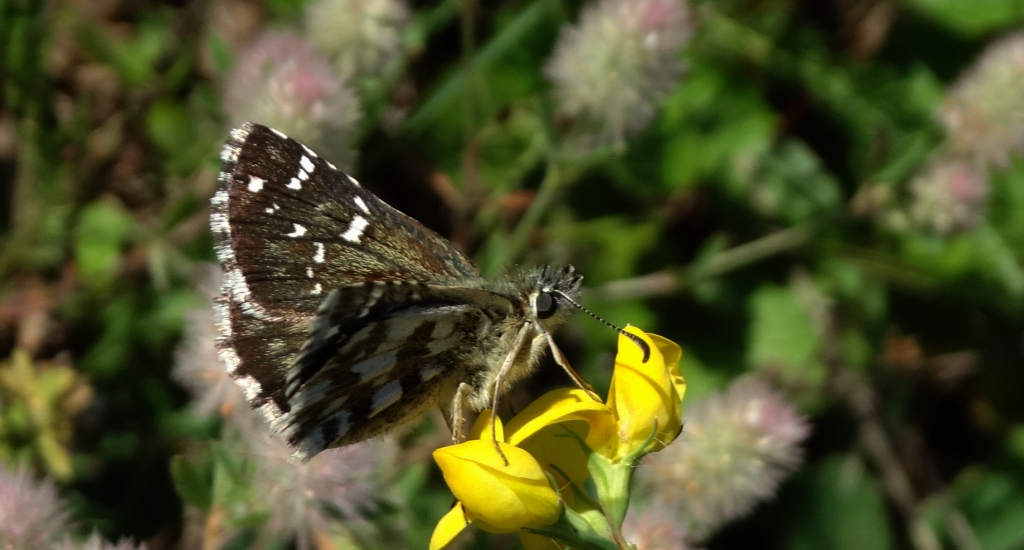 Powszelatek alweus (Pyrgus alveus)