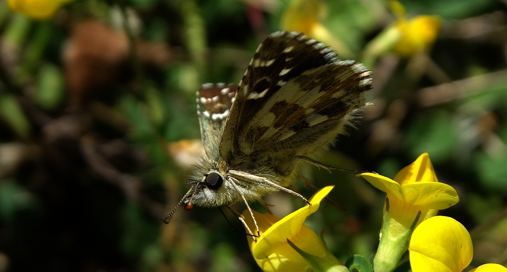 Powszelatek alweus (Pyrgus alveus)