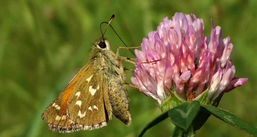 Karłątek kniejnik (Ochlodes venatus)
