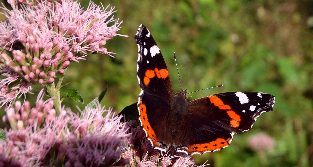 Rusałka admirał (Vanessa atalanta)