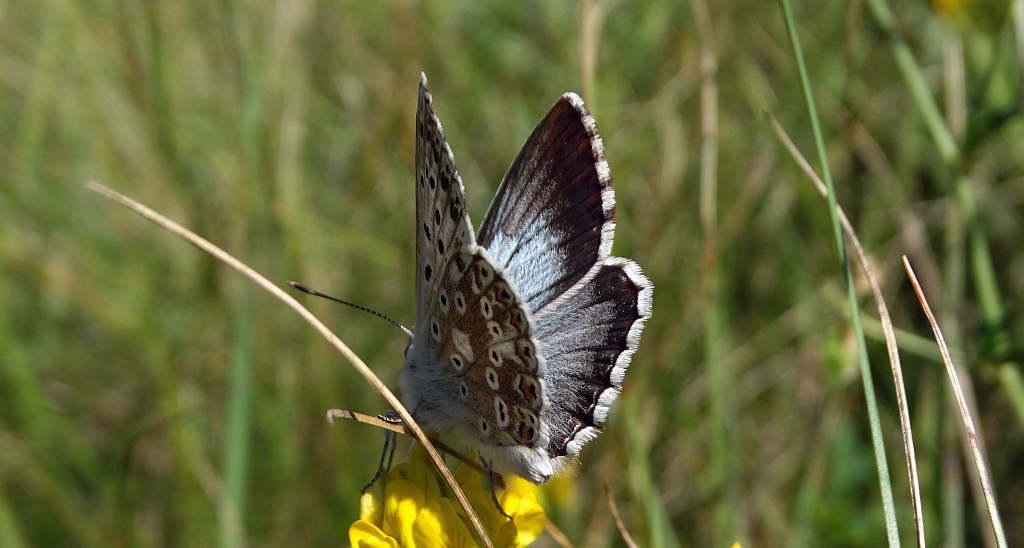 Modraszek korydon (Polyommatus coridon)