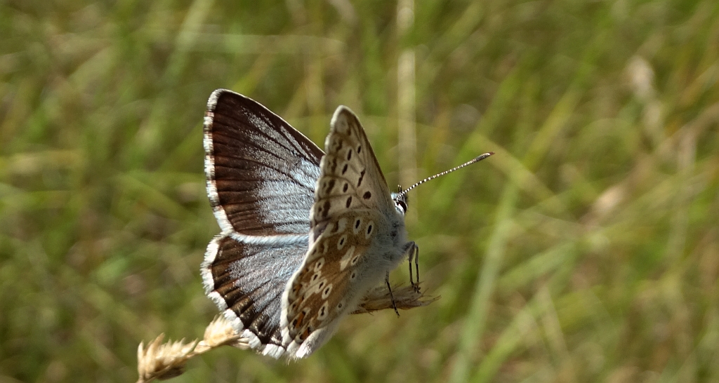 Modraszek korydon (Polyommatus coridon)