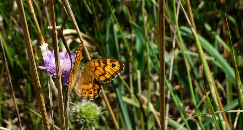 Osadnik megera (Lasiommata megera)