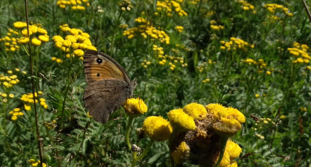 Przestrojnik likaon (Hyponephele lycaon)