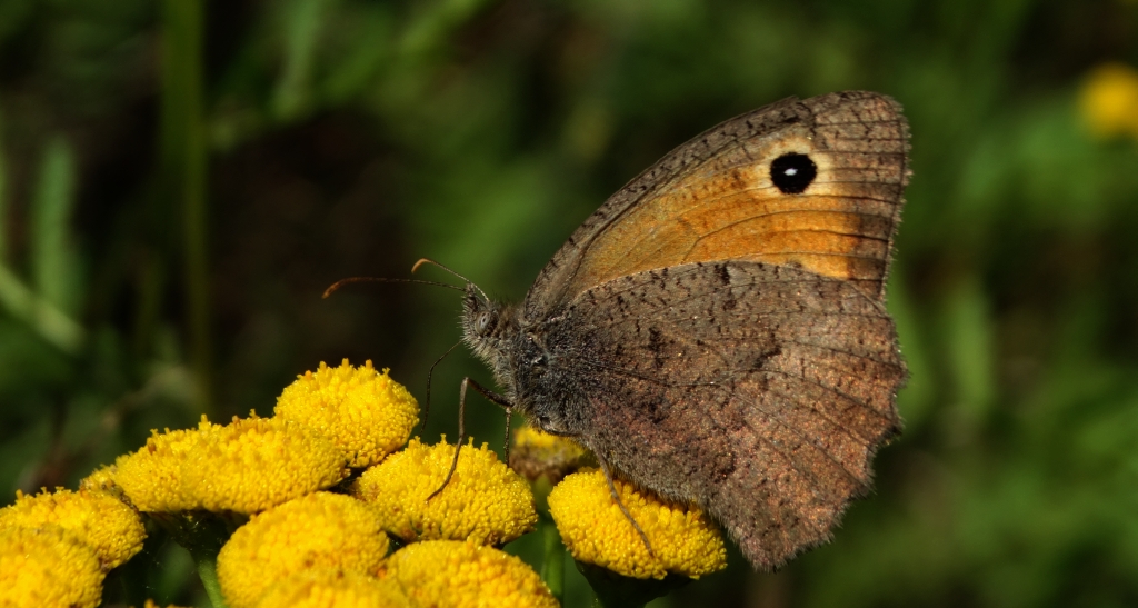 Przestrojnik likaon (Hyponephele lycaon)