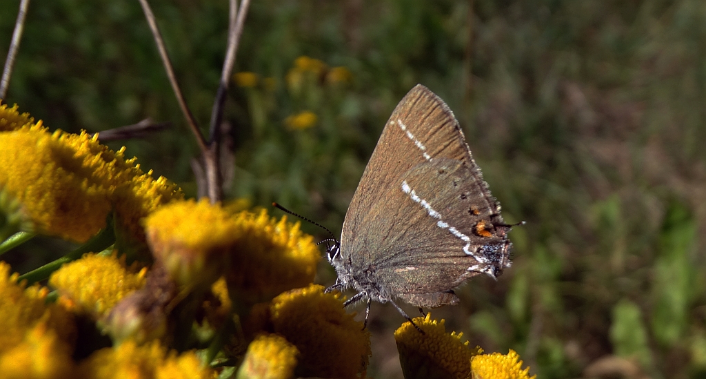 Ogończyk tarninowiec (Satyrium spini)