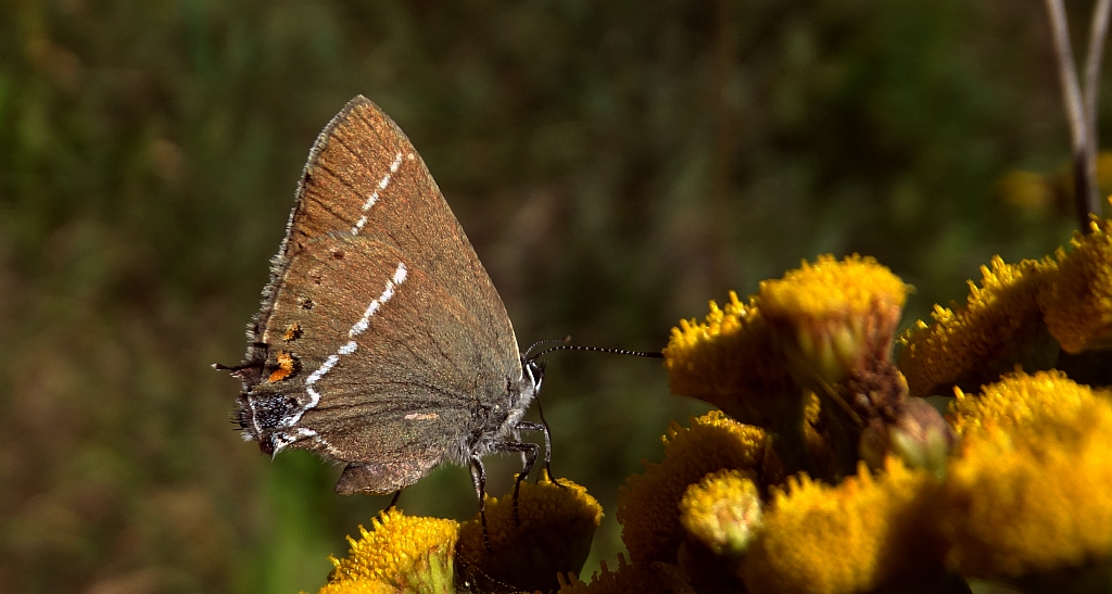 Ogończyk tarninowiec (Satyrium spini)