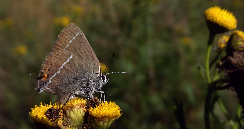 Ogończyk tarninowiec (Satyrium spini)