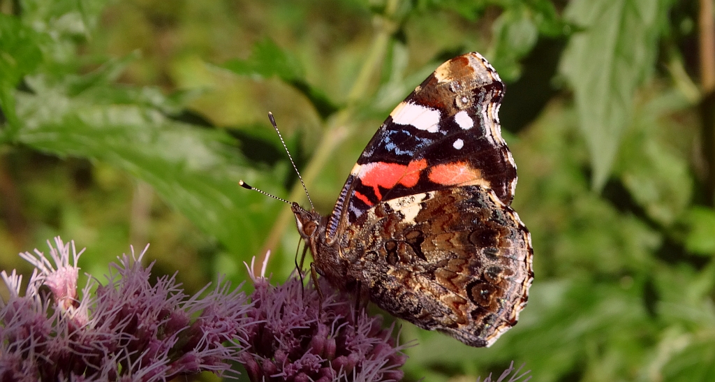 Rusałka admirał (Vanessa atalanta)