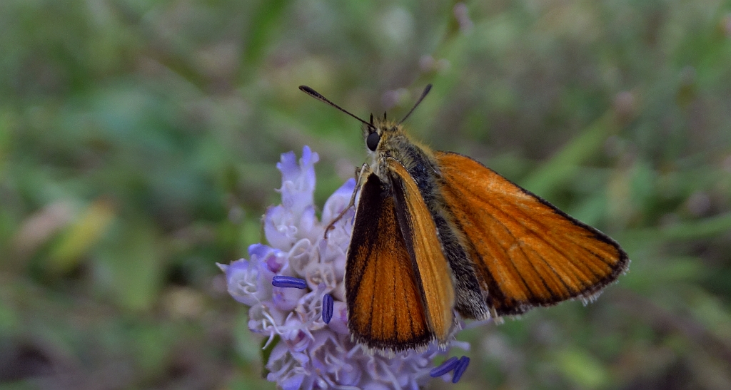 Karłątek ryska (Thymelicus lineola)