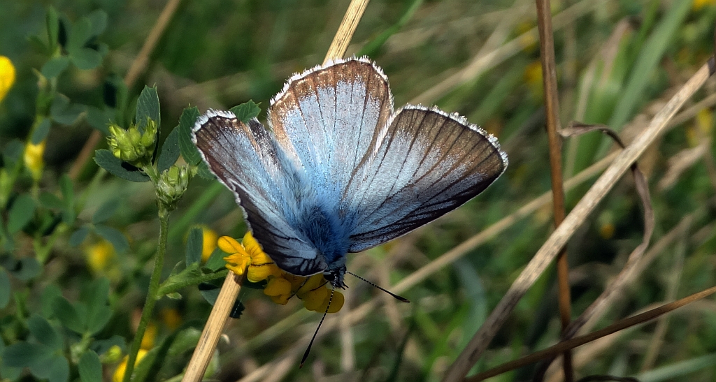 Modraszek korydon (Polyommatus coridon)