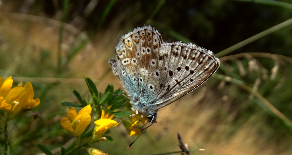 Modraszek korydon (Polyommatus coridon)