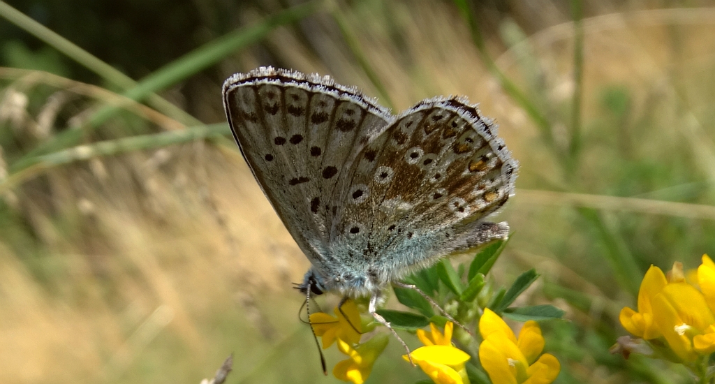 Modraszek korydon (Polyommatus coridon)