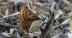 Czerwończyk fioletek (Lycaena helle)