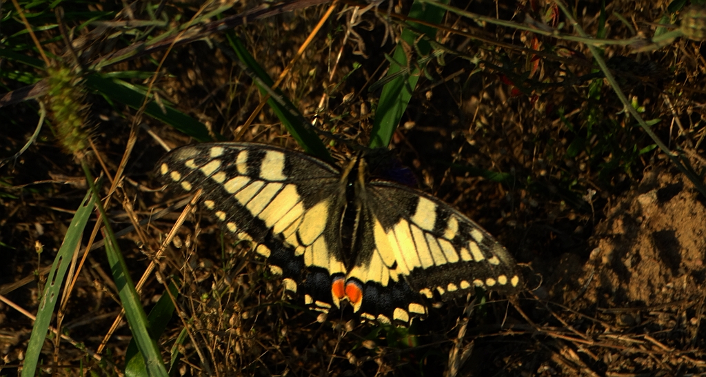 Paź królowej (Papilio machaon)
