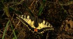 Paź królowej (Papilio machaon)