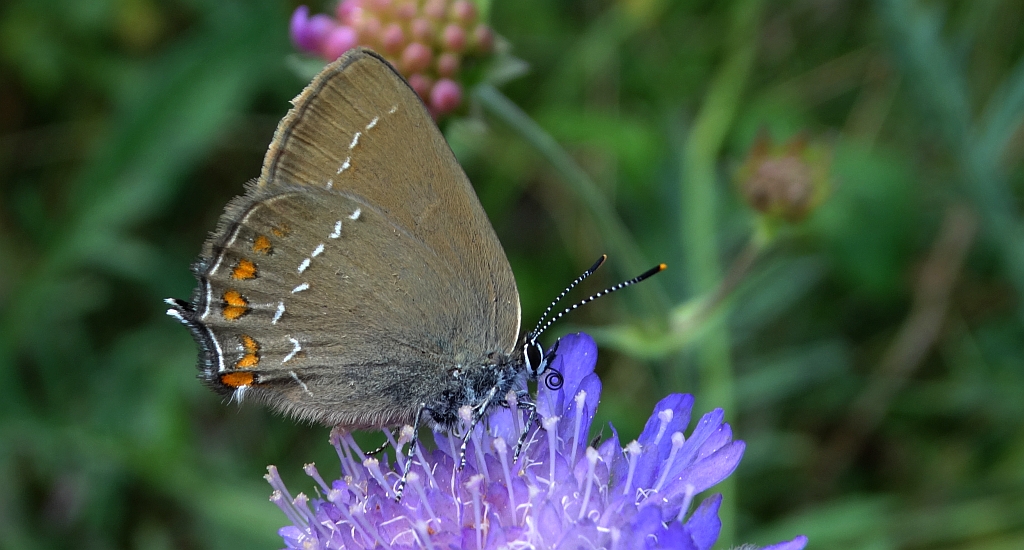 Ogończyk ostrokrzewowiec (Satyrium ilicis)