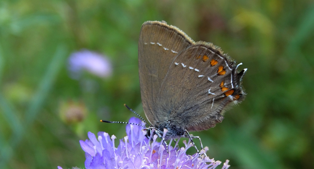 Ogończyk ostrokrzewowiec (Satyrium ilicis)
