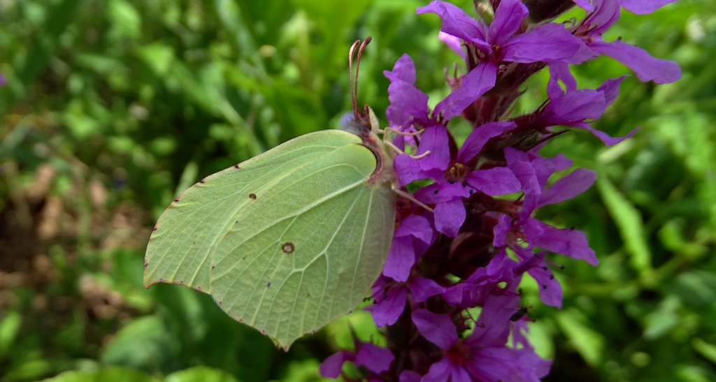 Latolistek cytrynek, listkowiec cytrynek (Gonepteryx rhamni)